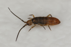 Tomocerus minor