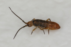 Tomocerus minor