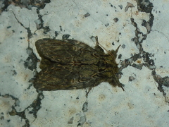 Peridea anceps
