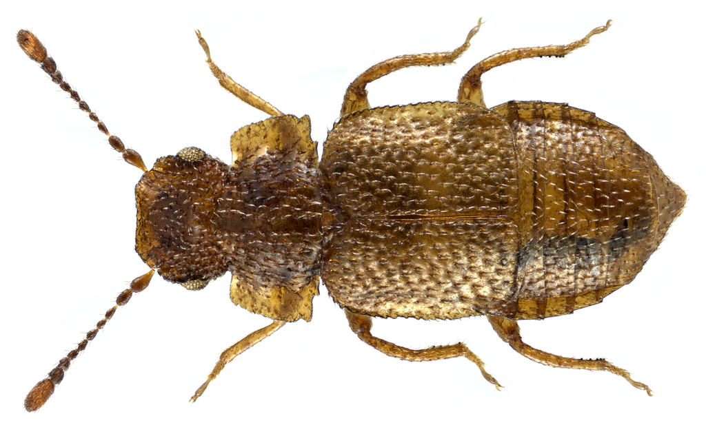 Metopsia similis