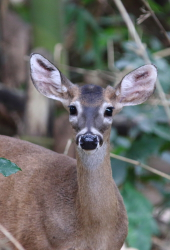 Mexican Lowland White-tailed Deer