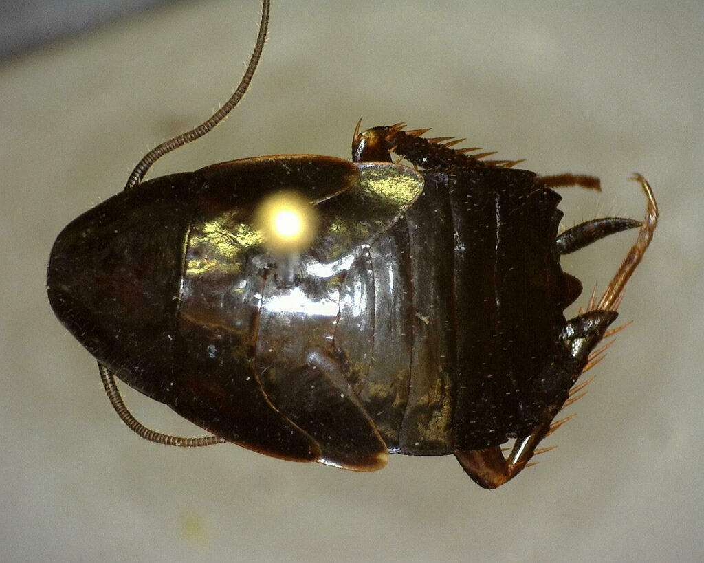 Wood Cockroaches from Kimble County, TX, USA on April 18, 2023 at 0408