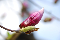 Magnolia liliiflora