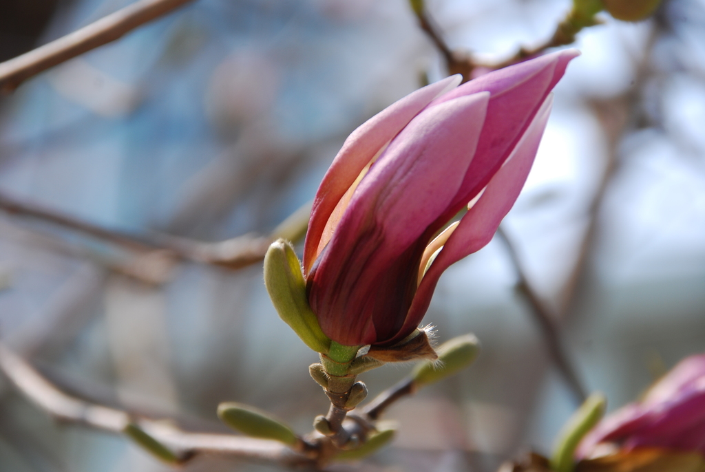 Magnolia liliflora · NaturaLista Colombia