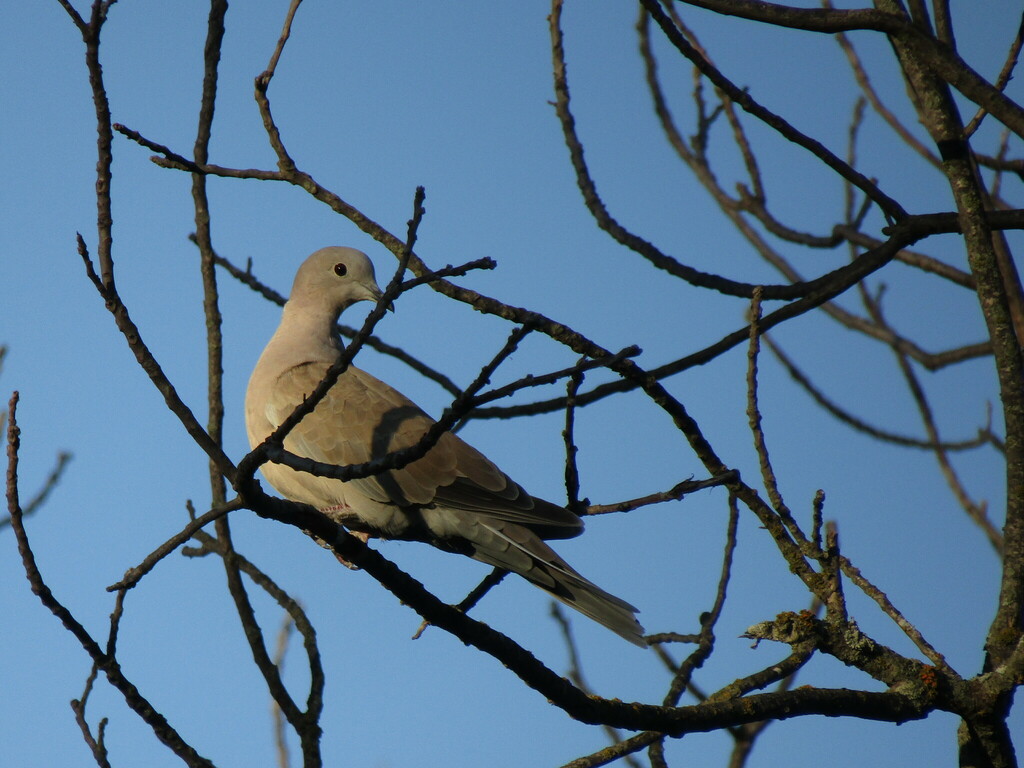 Eurasian Collared-Dove from Fairfield, NE 68938, USA on September 4