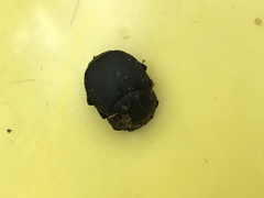 Canthon pilularius