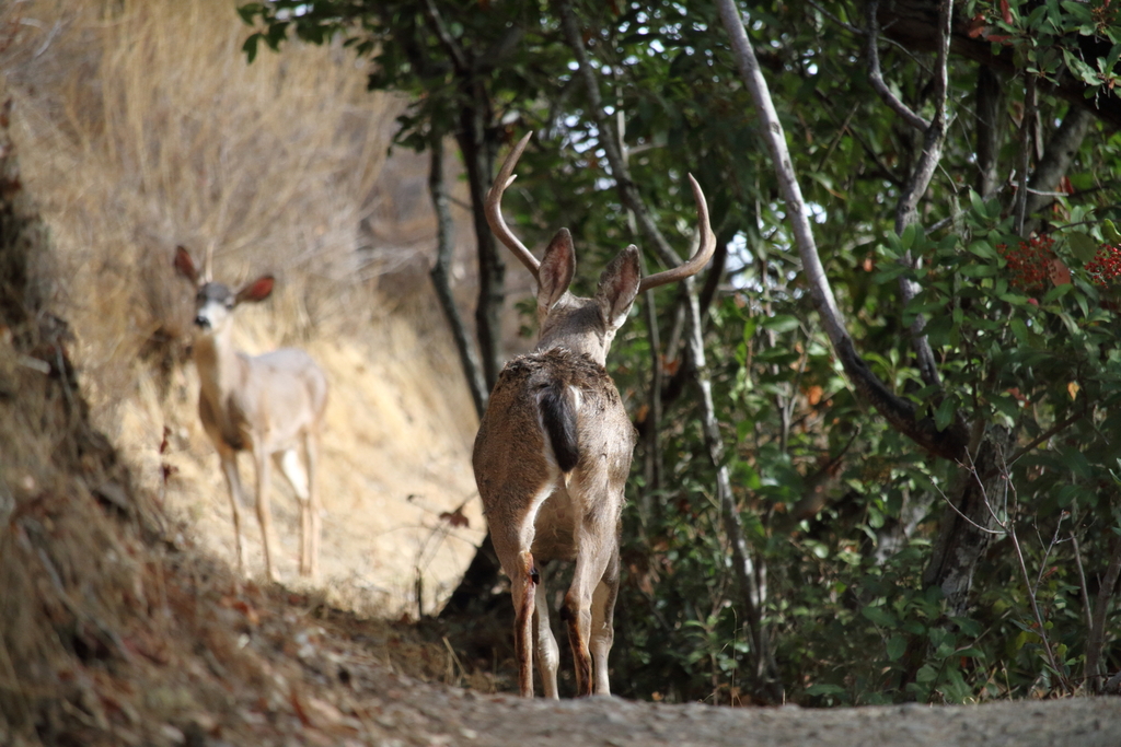 Columbian black tailed deer from edgewood park redwood city ca usa
