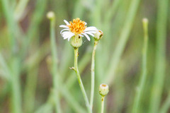 Chloracantha spinosa spinosa
