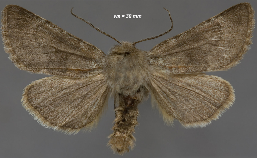 Lasionycta uniformis
