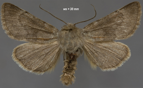 Lasionycta uniformis