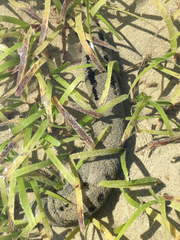 Holothuria scabra