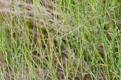 Chloracantha spinosa spinosa