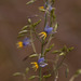 Dianella longifolia grandis - Photo (c) Rolf Lawrenz,  זכויות יוצרים חלקיות (CC BY), הועלה על ידי Rolf Lawrenz
