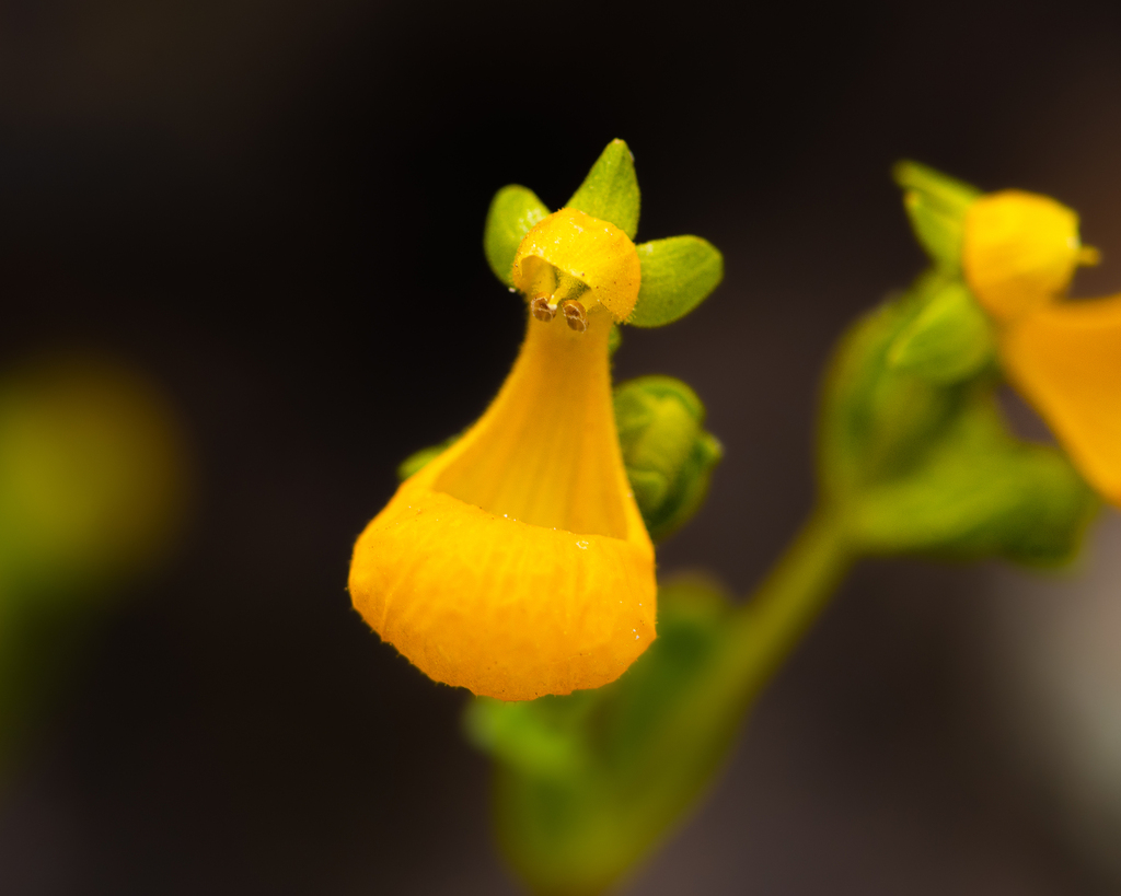 Calceolaria segethii