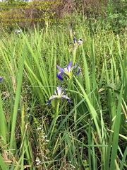 Iris brevicaulis