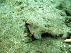 Ogcocephalus