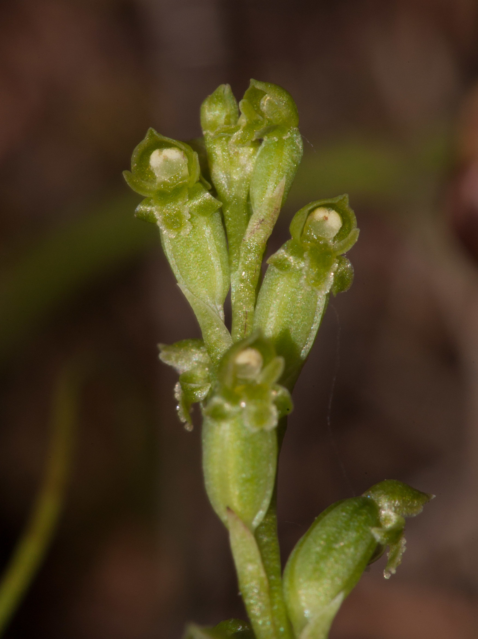Microtis