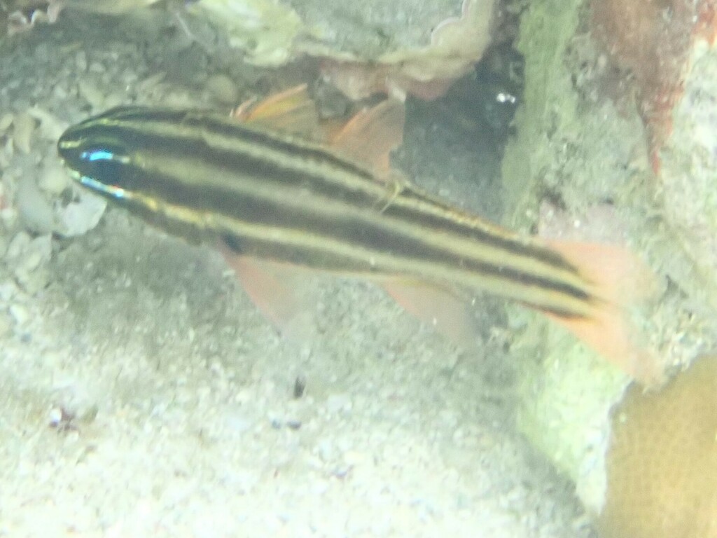 Sevenstriped Cardinalfish