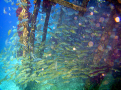 Lutjanus ehrenbergii