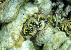 Tridacna maxima