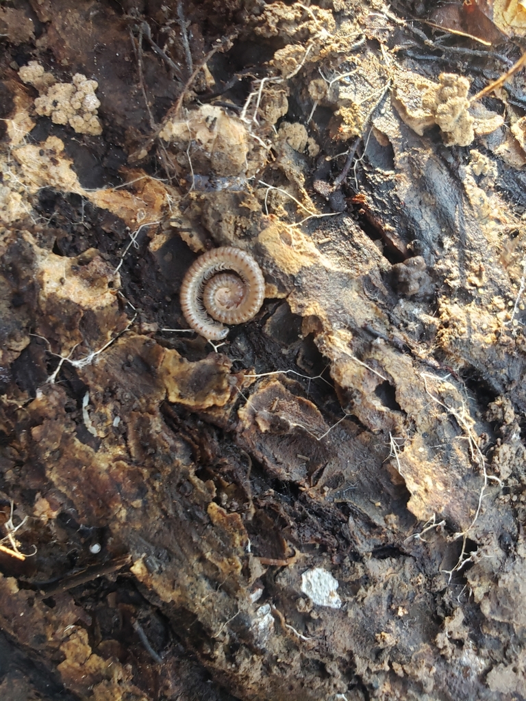 Amber Ridged Millipede