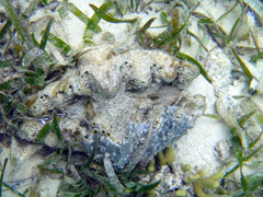 Hippopus hippopus