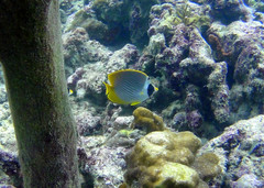 Chaetodon adiergastos