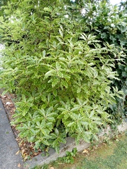 Pittosporum eugenioides