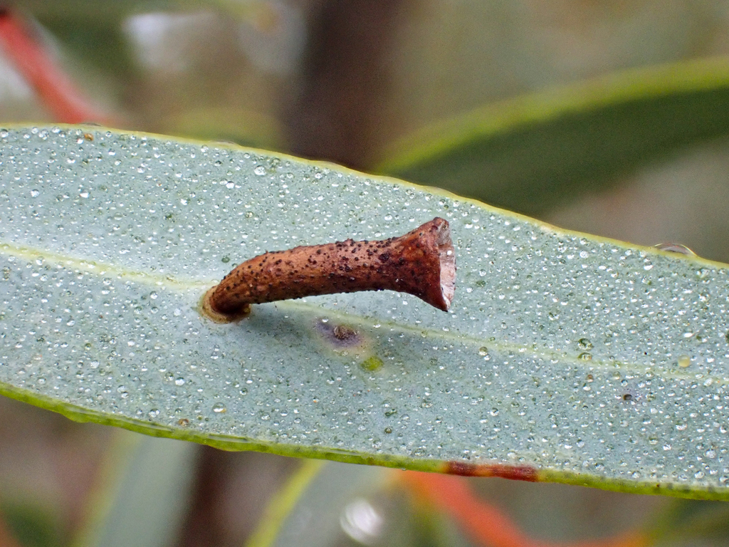 Apiomorpha pomaphora