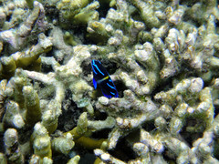 Neoglyphidodon oxyodon