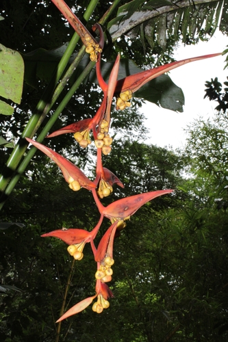 Image of Heliconia collinsiana by (c) David Umanzor, some rights reserved (CC BY)
