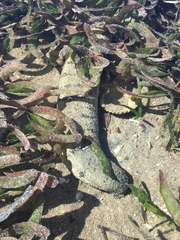 Holothuria scabra