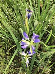 Iris brevicaulis