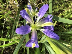 Iris brevicaulis