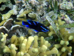 Neoglyphidodon oxyodon