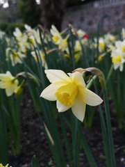 Narcissus