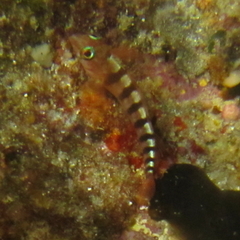 Notoclinops segmentatus