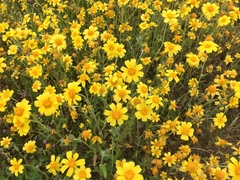 Monolopia lanceolata