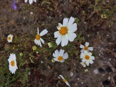 Layia pentachaeta albida