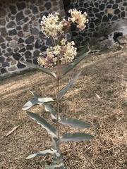 Asclepias glaucescens