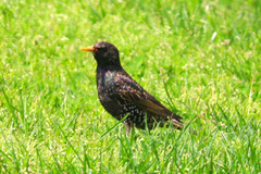 Sturnus vulgaris