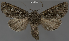 Lasionycta taigata