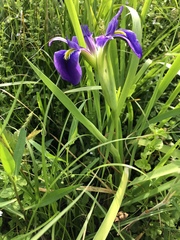 Iris brevicaulis