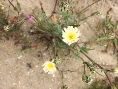 Malacothrix coulteri