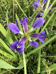 Iris brevicaulis