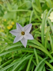 Ipheion