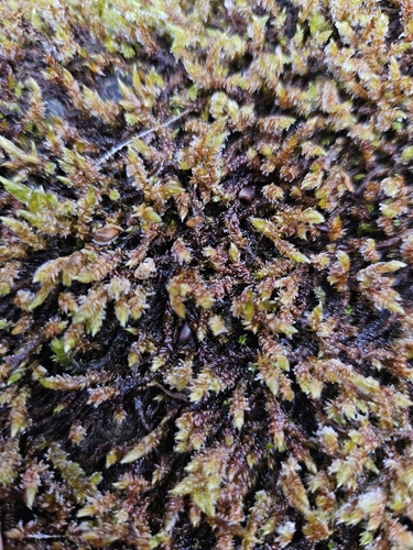Pseudohygrohypnum eugyrium, 2023-11-04