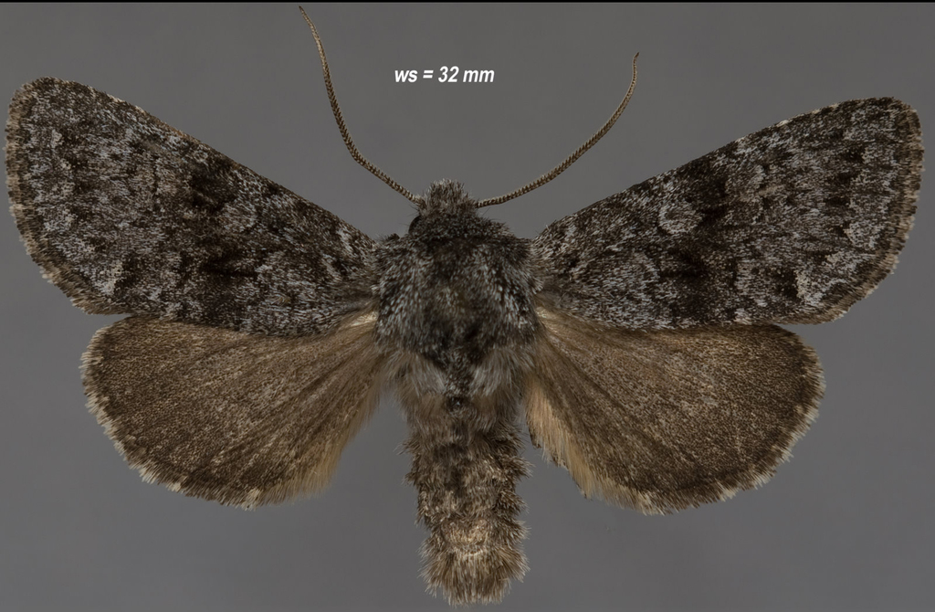 Lasionycta promulsa