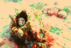 Malpelo Barnacle Blenny photo 2
