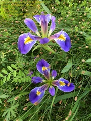 Iris brevicaulis